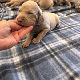 Amethyst - Silver gray female Weimaraner puppy in Riverside, Utah from Blue Phantom Kennels