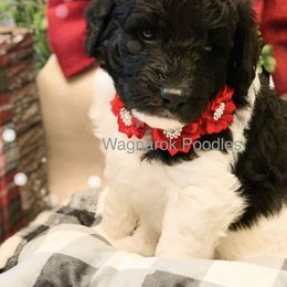 Poodle Puppies from Wagnarok Poodles