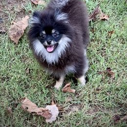 Loki - Black and tan parti male Pomeranian puppy in Sherman, Texas from Wynter Wonderland Poms