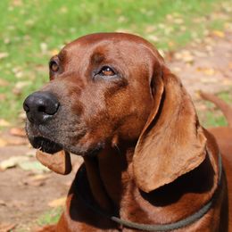 Trouble - Redbone Coonhound