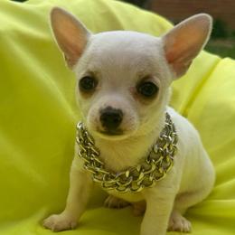 Olaf - White male Chihuahua puppy in Seneca, Missouri from Stephanie’s Puppy Colony