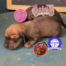 Astrid - Wild boar female Dachshund puppy in Livingston, Kentucky from Illyria Dox & GSD