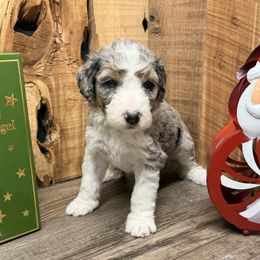 Nina - Blue merle female Aussiedoodle puppy in Lavonia, Georgia from H & A Kennels