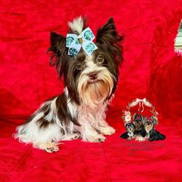 AKC Tiny Cocoa Bean 3975 - Parti female Yorkshire Terrier puppy in Statesboro, Georgia from Harrington Yorkies