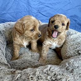 Cockapoo Puppies from Rosemary House