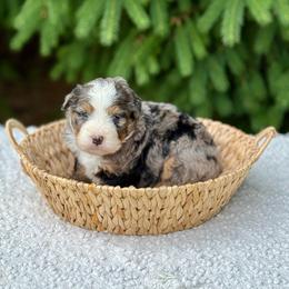 Vinnie - Merle male Bernedoodle puppy in Bremen, Indiana from Farmland Doodles