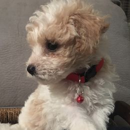 Double Doodles from Pup of Morgan_ Bichonpoo