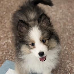 Mandy - Sable & white female Toy Shetland Sheepdog puppy in Magnolia, Texas from Solace Shelties and Pomskies