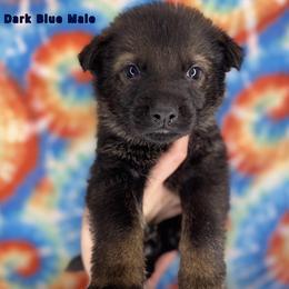German Shepherd Puppies from K&D German Shepherds