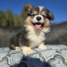 Indy (FLUFFY) championship bloodlines - Black and tan male Pembroke Welsh Corgi puppy in Valley, Washington from Enchanted Valley Paws
