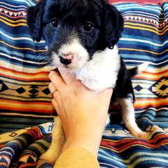 Bordoodle Puppies from JM Lazy S Doodles