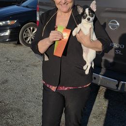 CHESS - male Chihuahua puppy in Reidsville, North Carolina from Kristims Chihuahuas