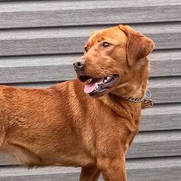 Foxy - Labrador Retriever