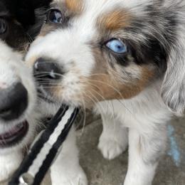 Toy Australian Shepherd All Grown Up from Slo Toy Aussies at Antonia