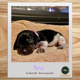 Nova - Piebald female Dachshund puppy in Cave Junction, Oregon from Rockindachs