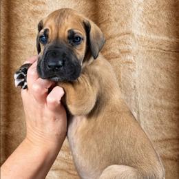 Quest - Fawn male Great Dane puppy in Lebanon, Virginia from North Cedar Danes