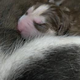 Siberian Husky Puppies from T and T Kennels