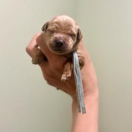 Light blue collar boy - Apricot male Goldendoodle puppy in Dupont, Washington from Willow Tree Doodles
