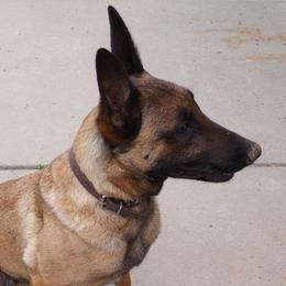 Vice - Belgian Malinois