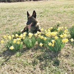 Belgian Malinois All Grown Up from Mally’s Malinois