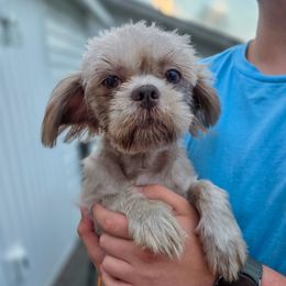 Rosie - Lilac female Shih Tzu puppy in Troy, Ohio from Oodles of Doodles