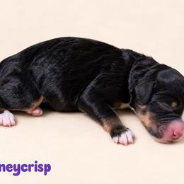 Honeycrisp - Tri-color female Bernedoodle puppy in Henry, Illinois from Rowe Farms Doodles