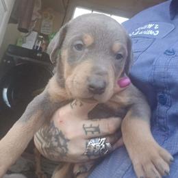 Doberman Pinscher puppies from Mo dobermans