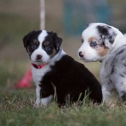 Miniature Australian Shepherd Puppies from Sand Dollar Aussies