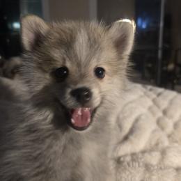 Pomsky Puppies from Amazing High Desert Pomskys