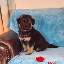 Red color Collar - Black and red male German Shepherd puppy in Louisville, Ohio from Crooked River German Shepherds