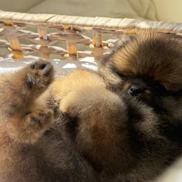 Little Walnut - Orange sable male Pomeranian puppy in Sacramento, California from Carousel Poodles & Pomeranians