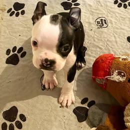 Boy two - Black brindle and white male Boston Terrier puppy in Georgia from KD’s K9 Oasis