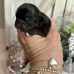 Max - Tricolor male Shih Tzu puppy in Glens Falls, New York from Shih Tzus N Giggles