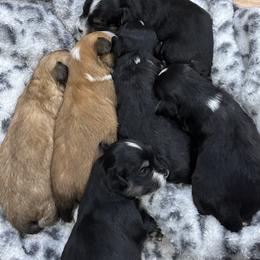 Havanese Puppies from Jodi Welscott