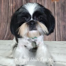 Lizzie - Shih Tzu