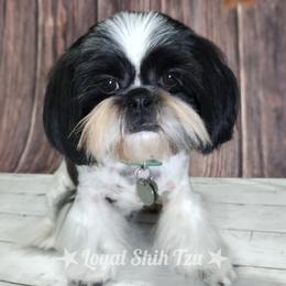 Lizzie - Shih Tzu