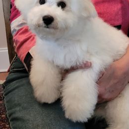 Holly - Bichon Frise