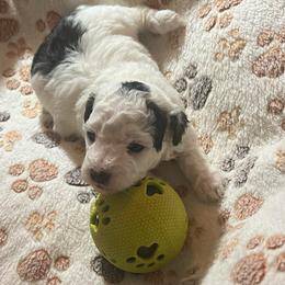 Pluto, black - Parti male Poodle puppy in Winter Haven, Florida from Herdez’s Poodles