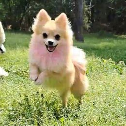 Katsuki - Pomeranian