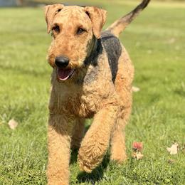 Airedale Terrier puppies from Anne's Pups