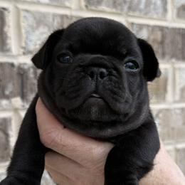 Miss Pink - Brindle female French Bulldog puppy in Clinton, Tennessee from Summer Rose