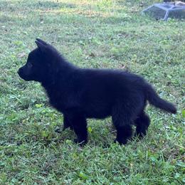 Rexa - Black female German Shepherd puppy in Crossville, Tennessee from Raising the Bar German Shepherds