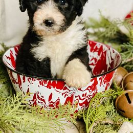 Aussiedoodle Puppies from North Mountain Doodles