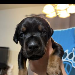 Haruki - Black and rust male Doberman Pinscher puppy in Newberg, Oregon from De Mata Dobermann Kennel