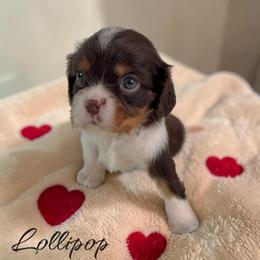 Lollipop - Chocolate male Cavalier King Charles Spaniel puppy in Miami, Florida from Maria's Pups