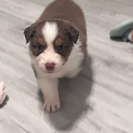Glory (Orange) - Red tri-color female Australian Shepherd puppy in Navasota, Texas from Triple MMM Kennel