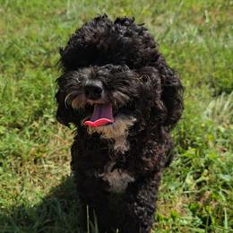 Bessie - Black female Cockapoo puppy in Lebanon, Kentucky from Mosaic Merle Doodles