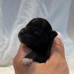 Lulu's black beauty - Black female Miniature Schnauzer puppy in Forest, Virginia from Prestige Kennel LLC