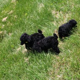 Poodle Puppies from Caralot Miniature Poodles