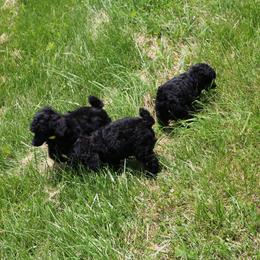 Poodle Puppies from Caralot Miniature Poodles